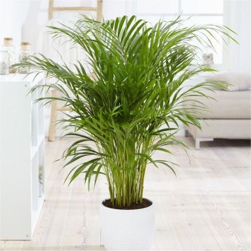 Dypsis Areca Parlour Palm - Perfect Palm for indoors - 100-130cm