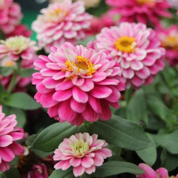 Zinnia Zahara - Raspberry Ripple