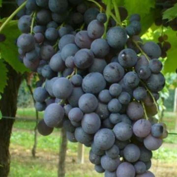 Vitis vinifera - Moscato d'Amburgo (130-160cm) - Black Muscat Grape