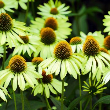 Echinacea purpurea Alans Pride 