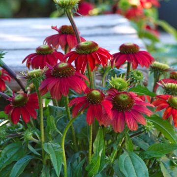 Echinacea 'Fantastic Red'