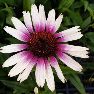 Echinacea purpurea Pink & White - Funky Bicolour - Unique Cone Flower