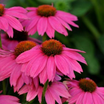 Echinacea purpurea Wild Berry - Compact Purple Cone Flower