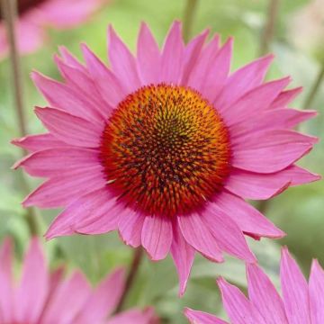 Echinacea purpurea Ruby Giant