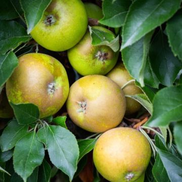 Apple Tree - Egremont Russet (M26) - 120cm