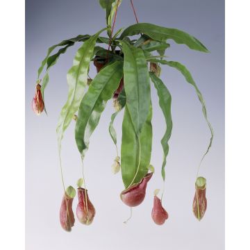 Nepanthes alata - Monkey Jars - Pitcher Plant in Hanging Basket