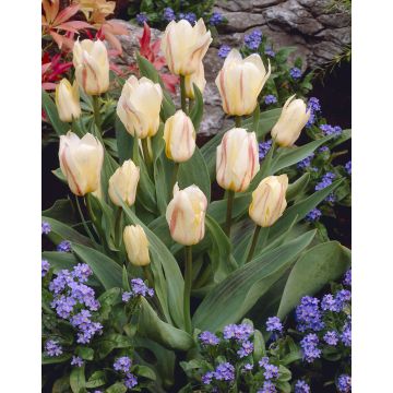 Tulip White Fire- Pack of 6