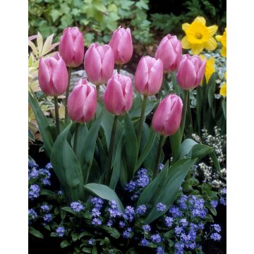 Tulip Christmas Dream - Pack of 6 Bulbs