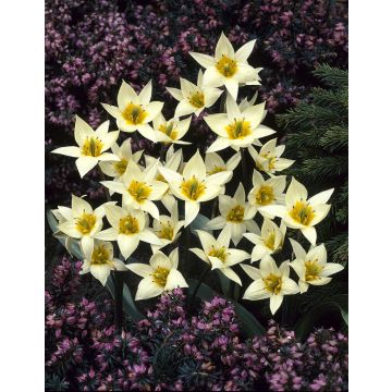 Tulip Turkestanica- Pack of 6