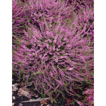 Heather Plant - Calluna 'Red favorite'