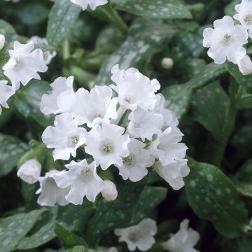 Pulmonaria 'Sissinghurst' White - Lungwort