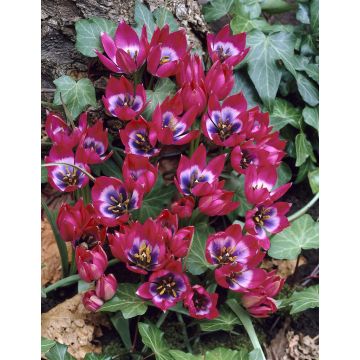 Tulip Little Beauty - Pack of 6 Bulbs