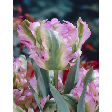 Tulip Green Wave - Pack of 6 Bulbs