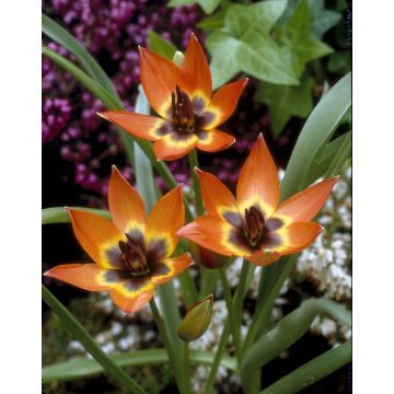 Tulip Little Princess - Pack of 6 Bulbs