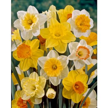 Narcissus Single Mix- Pack of 15 Bulbs