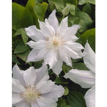 Clematis Jackmanii Alba