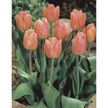 Tulip Apricot Beauty - Pack of 6 Bulbs