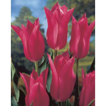 Tulip Mariette - Pack of 6 Lily Flowering Tulip