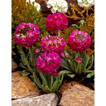 Primula Denticulata Ruby