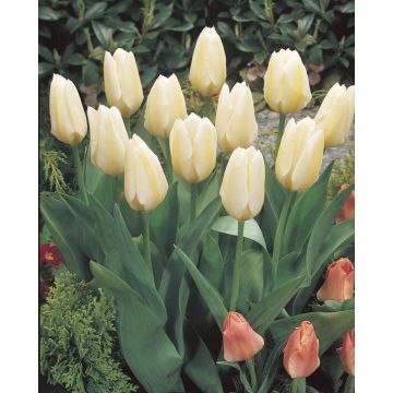 Tulip Fosteriana White Emperor - Pack of 25