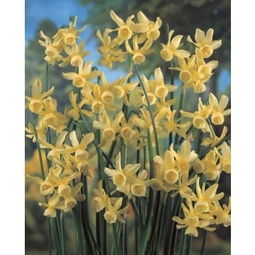 Narcissus Hawera - Pack of 25 Bulbs