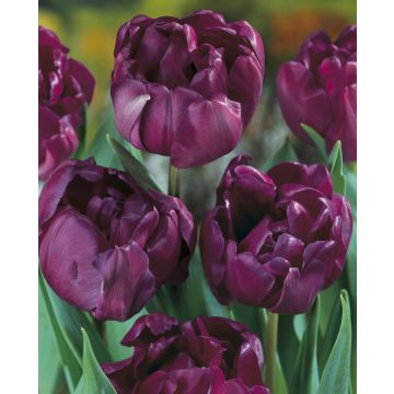 Tulip Blue Diamond - Pack of 6 Bulbs