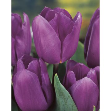 Tulip Blue Beauty - Pack of 6 Bulbs