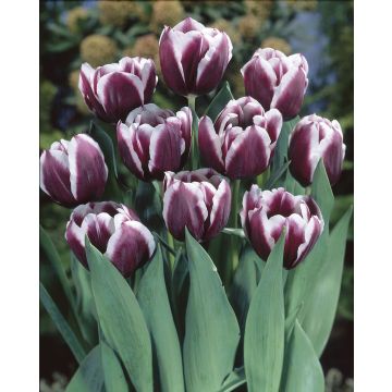 Tulip Jackpot - Pack of 6 Bulbs