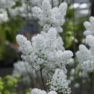 Syringa 'Agnes Smith' - circa 150-170cm Large Tree