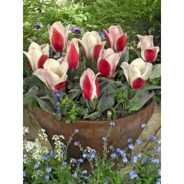 Tulip Showtime- Pack of 6