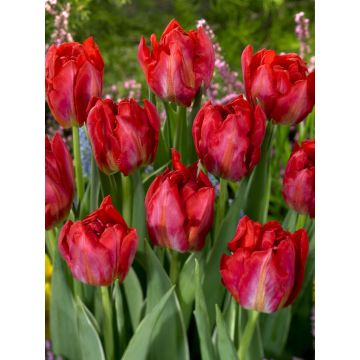 Tulip Flash Point - Pack of 6 Bulbs