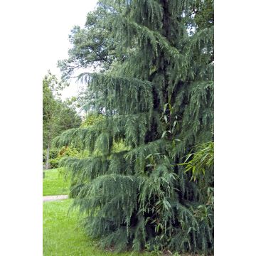 Cedrus deodara Feeling Blue 