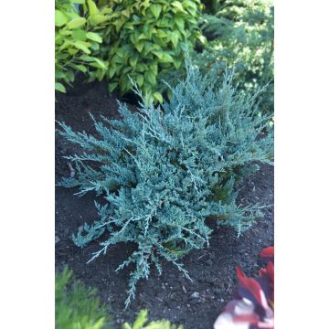 Juniperus horizontalis Blue Chip