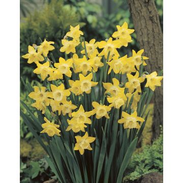 Narcissus 'Dickcissel' - Pack of 25 Bulbs