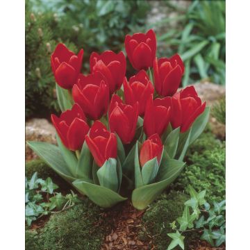 Tulip Showwinner- Pack of 6