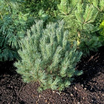 Pinus sylvestris Watereri