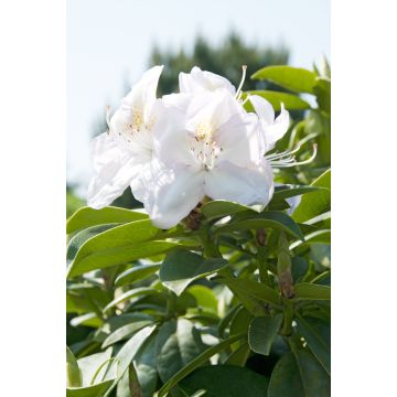 Rhododendron Hybrid Gomer Waterer			