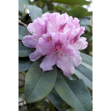 Rhododendron Hybride Dr. Albert Schweitzer				