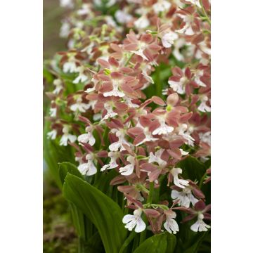 Calanthe Garden Orchid 