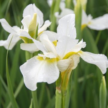 Iris sibirica 'White Swirl'