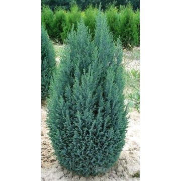 Chamaecyparis lawsoniana Ellwoodii 