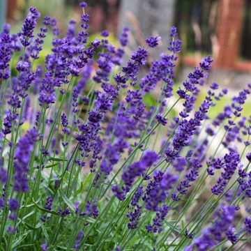 Lavender Hidcote Blue - Lavendula Hidcote - In Bud & Bloom