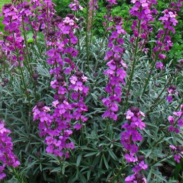 Erysimum Bowles Mauve - Perennial Wallflower - Pack of THREE