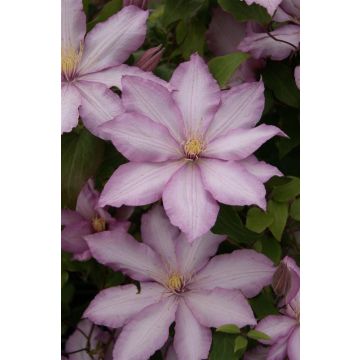 Clematis Morning Star 'Zoklako' - Late Spring Flowering Clematis