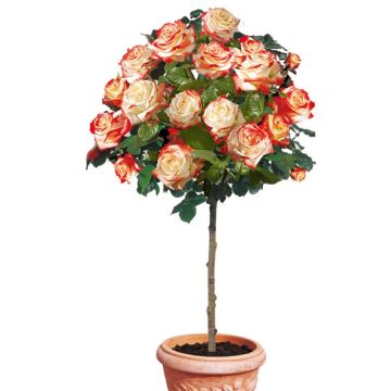 Large Standard Rose Tree - 'FARAH'