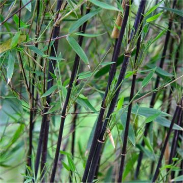 Fargesia nitida Black Pearl - Black Stem Umbrella Bamboo