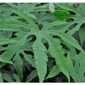 Fatsia polycarpa ‘Green Fingers’ -Large Plant
