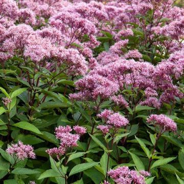 Eupatorium Maculatum Atropureum - Sweet Joe-Pye-weed