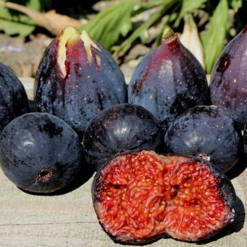 Fig - Ficus carica 'Madone des Deux Saisons'