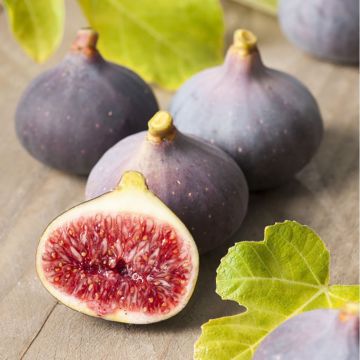 Fig - Ficus carica Violette Dauphine